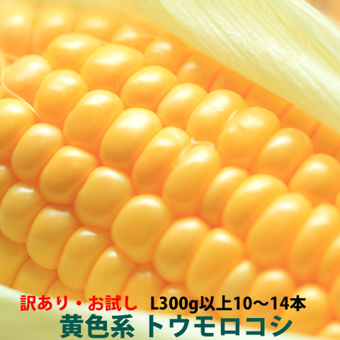 とうもろこし トウモロコシ ほしつぶコーン 4kg箱 2L 350g以上 10〜12 