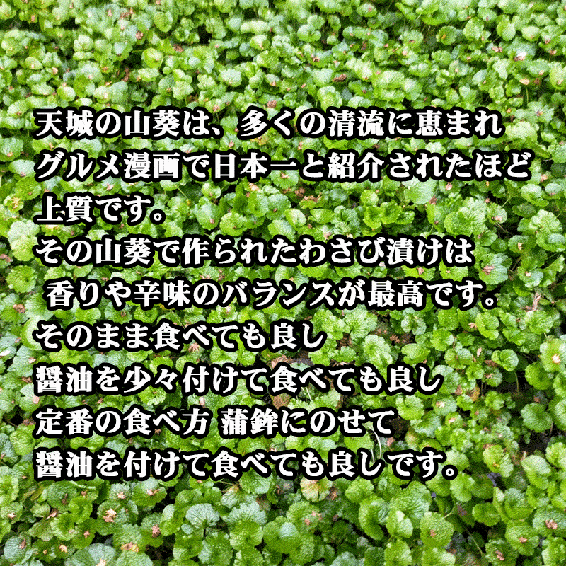 伊豆の天城産わさびの山葵漬け200g ワサビ わさび漬け 伊東 お取り寄せ