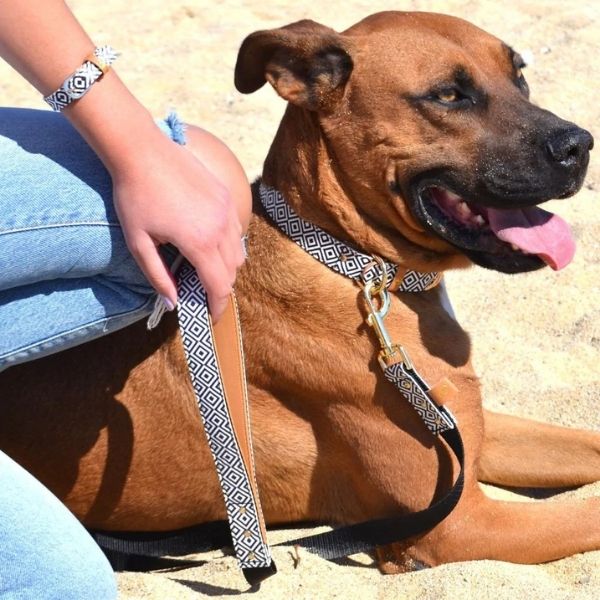 【新品】coach ペットリーシュ　シグネチャー　大型犬　中型犬　リード 極美品】coach ペットリーシュ シグネチャー 大型犬 中型犬