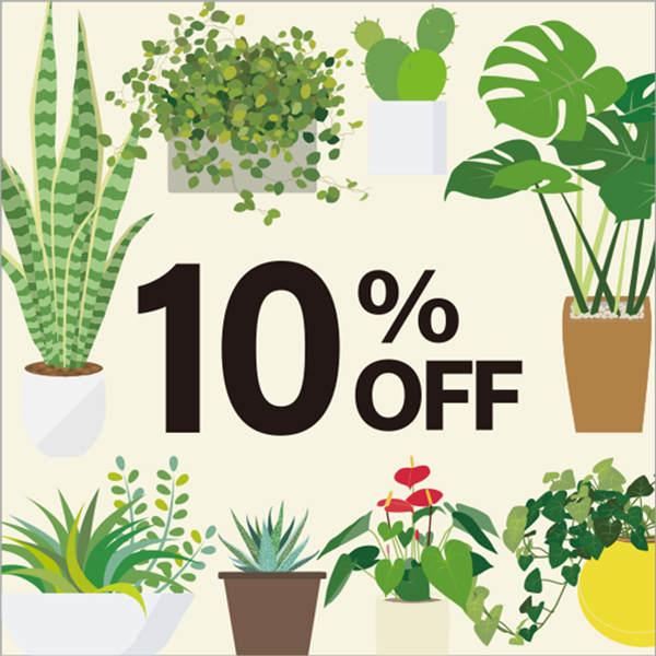 OKABE GREEN JewelryPlantの「★OKABE　GREEN★金のなる木斑入り　10%OFFクーポン」のクーポン