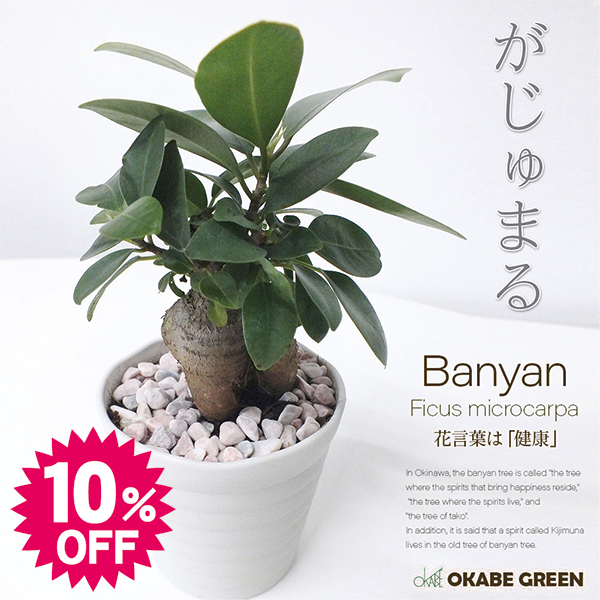 OKABE GREEN JewelryPlantの「★OKABE　GREEN★ガジュマルミニ白セラアート鉢3号　10%OFFクーポン」のクーポン