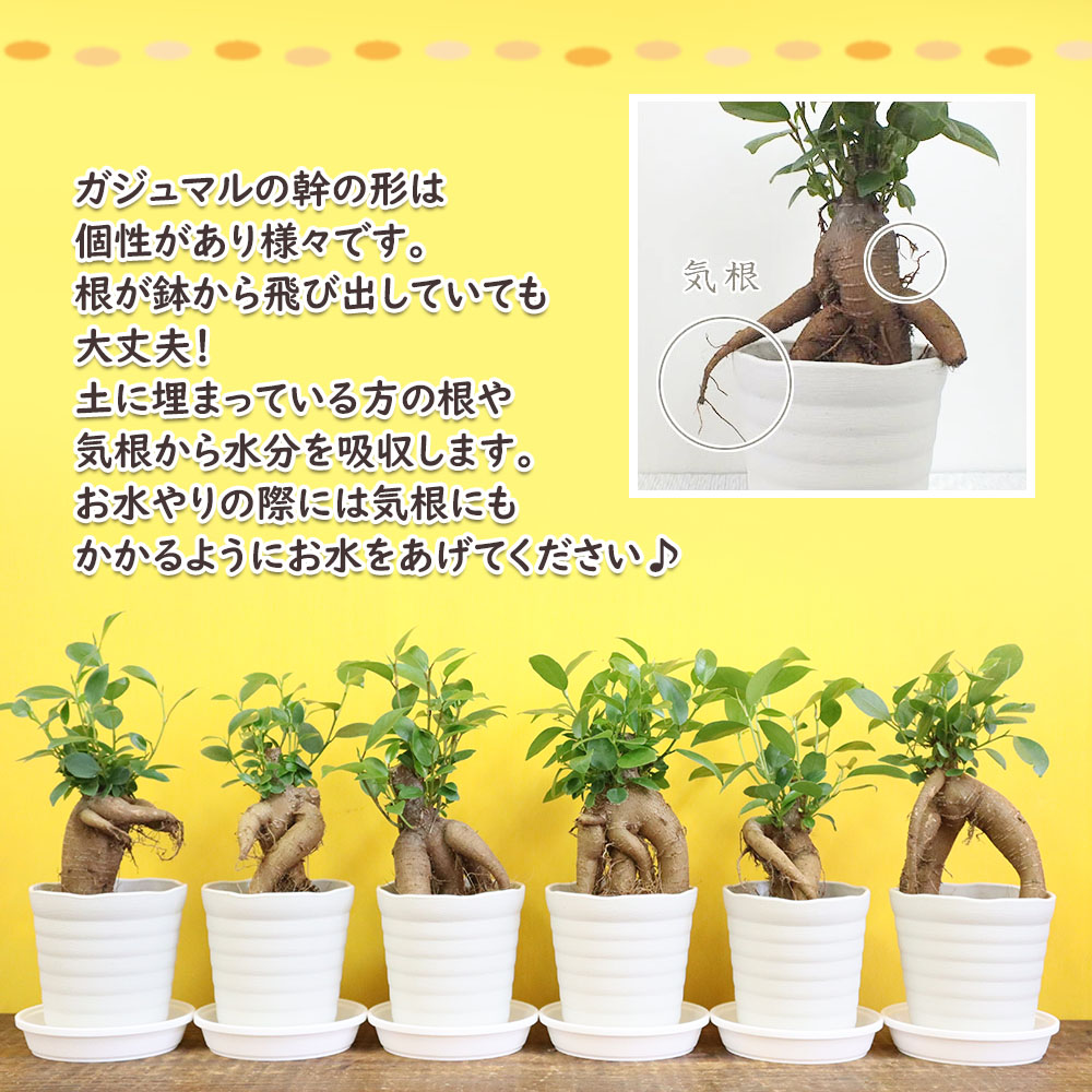 観葉植物 種類 ガジュマル フィカス 白セラアート鉢 3号 ピンク石付