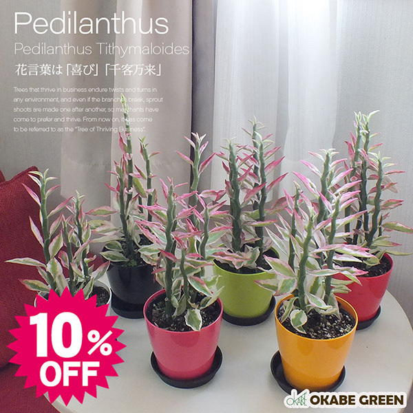 OKABE GREEN JewelryPlantの「★OKABE　GREEN★ペディランサス 銀竜　10%OFFクーポン」のクーポン