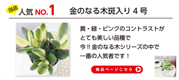 OKABE GREEN JewelryPlant - 金のなる木｜Yahoo!ショッピング