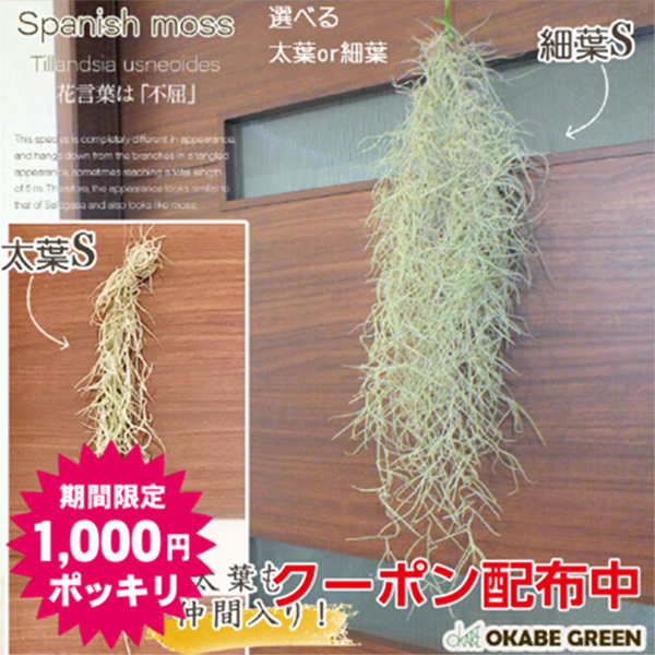 OKABE GREEN JewelryPlantの「★OKABE　GREEN★スパニッシュモス1,000円ポッキリクーポン」のクーポン