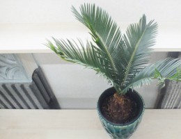 観葉植物 おしゃれ 大型 本物 キンカンソテツ 10号 現品 金冠 観葉植物 おしゃれ 大型 本物 キンカンソテツ 10号 現品 金冠