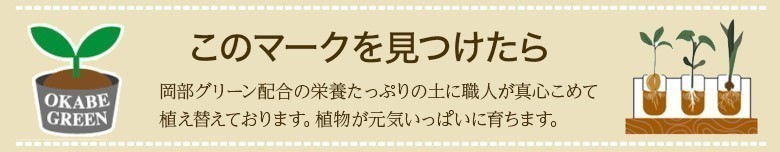 富貴蘭 風蘭 蘭 建国覆輪 ケンコクフクリン 1本立 限品 観葉植物 縞柄