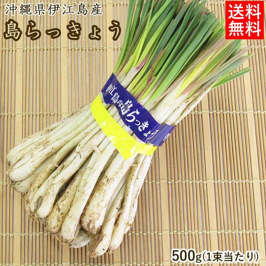 島らっきょう 生 約500g 10束 約5kg 葉付き 皮付き 沖縄 伊江島産 らっきょう Sima01s10 沖縄情報館 通販 Yahoo ショッピング