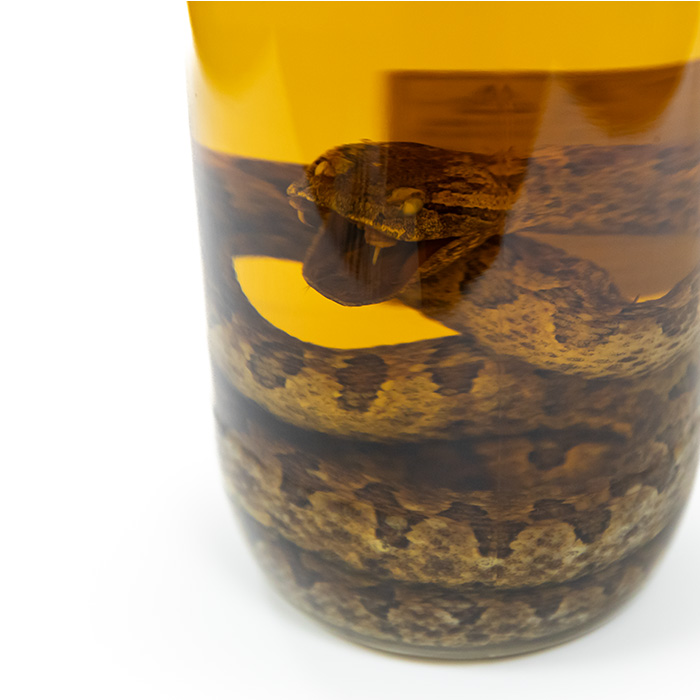 億万長蛇 ハブ入りハブ酒 限定品　泡盛 泡盛 リキュール 南都酒造 / 億万長蛇 ハブ入り ハブ酒 35度