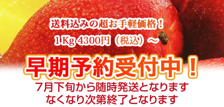 沖縄県産マンゴー