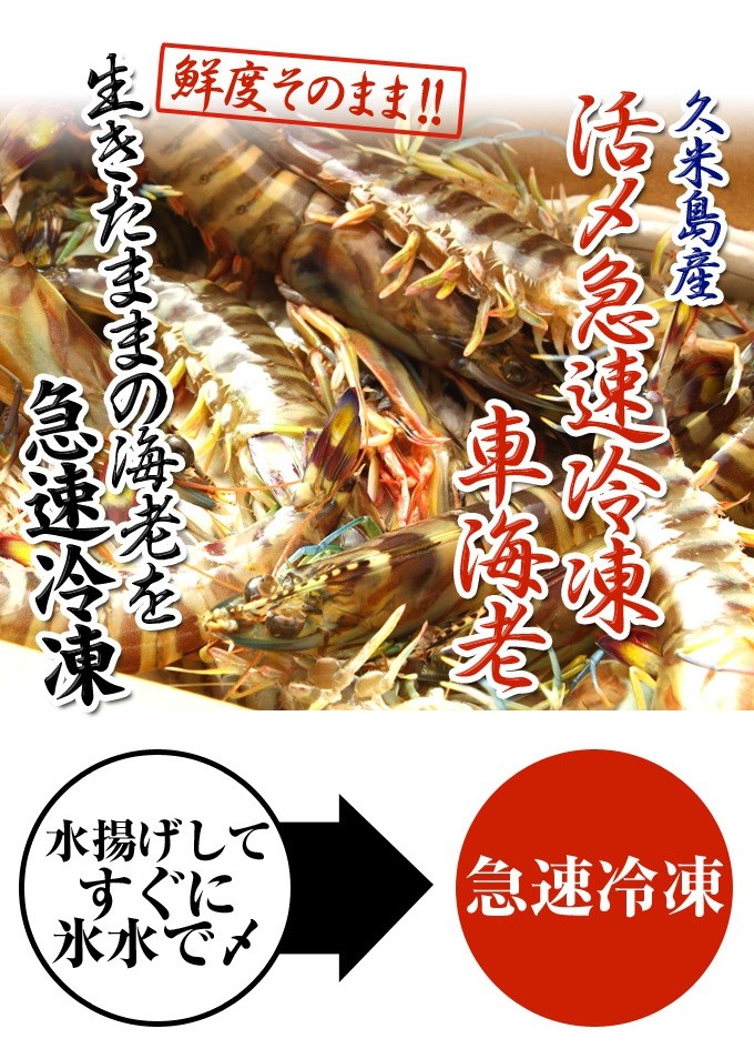 久米岛产活〆急速冷冻车海老