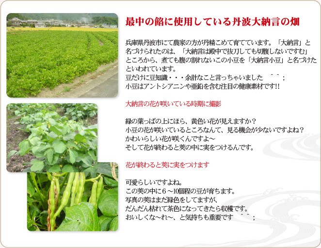 最中の餡に使用している丹波大納言の畑。兵庫県丹波市にて農家の方が丹精こめて育てています。「大納言」と名づけられたのは、「大納言は殿中で抜刀しても切腹しないですむ」ところから、煮ても腹の割れないこの小豆を「大納言小豆」と名づけたといわれています。小豆はアントシアニンや亜鉛を含む注目の健康素材です