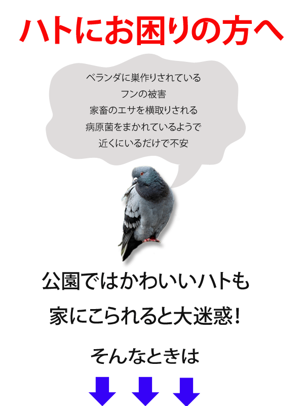 メール便なら送料無料 カラス 撃退 はと むくどり はとよけ 防鳩グッズ 撃退ドットマン ハードコートテープ Pro 5ｃｍ 50ｍ 鳥インフルエンザ対策 業務用 爆売り Neighborhauls Com