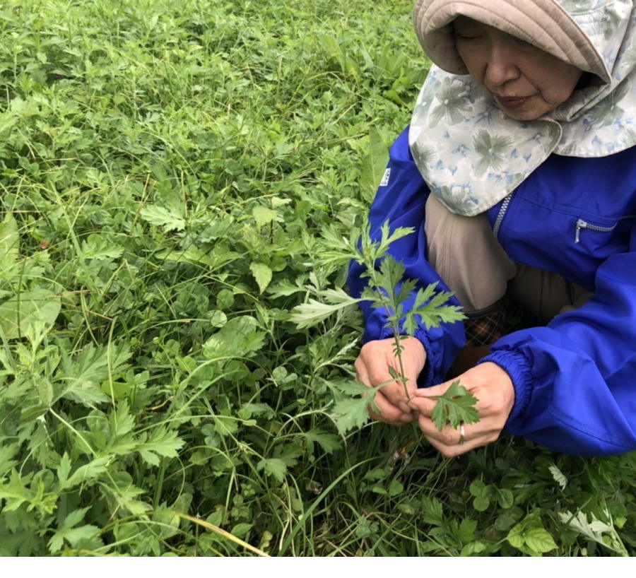 国産 広島県産 神石高原町 手摘み よもぎ茶 ティーパック 20包入り