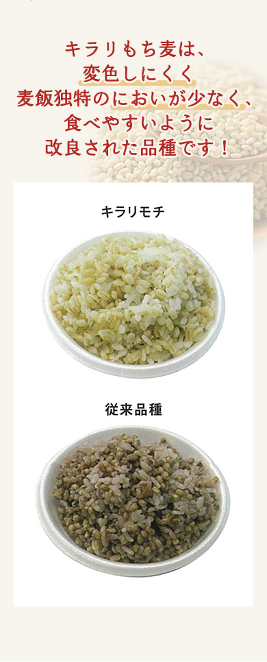 キラリもち麦は食べやすいように改良された品種です