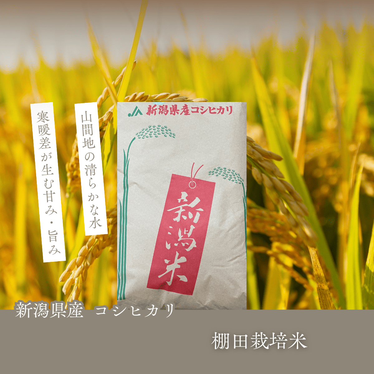 米 5kg コシヒカリ 新潟県 上越市産 令和7年産 新米 棚田栽培米 一等級 送料無料 白米 精米 分づき米 ギフト 贈答 備蓄 5キロ お米