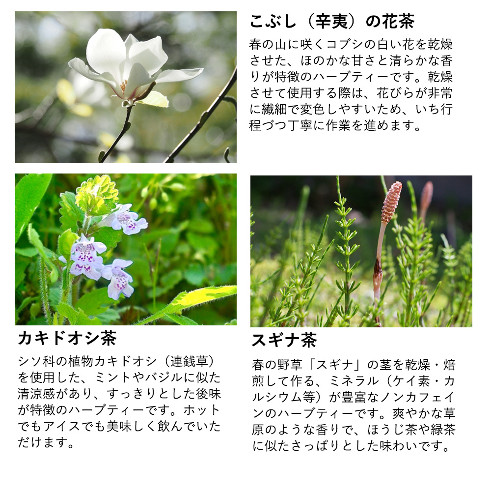 おもてなしギフト 常滑焼急須館