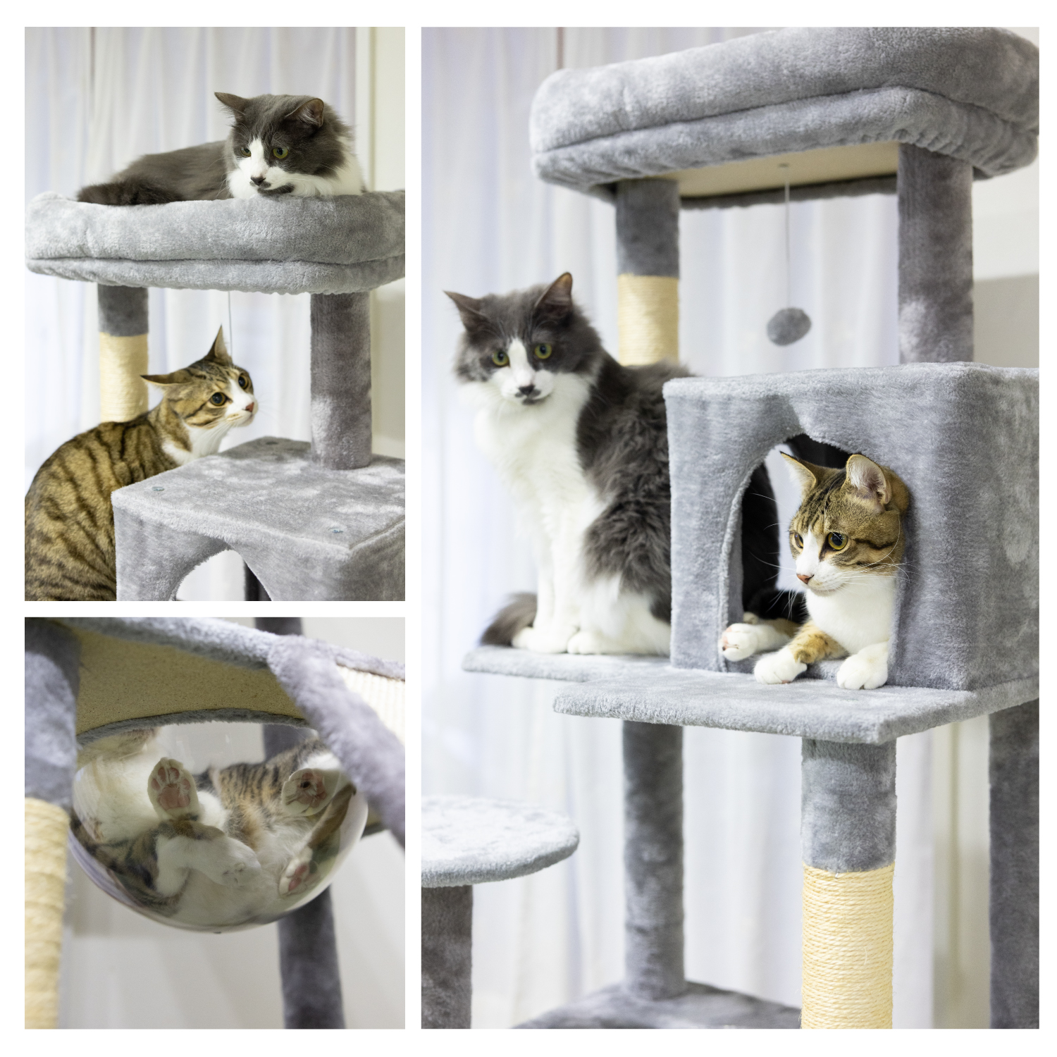 キャットタワー 据え置き 高さ142cm 多頭飼い 大型猫対応 クリアボウル