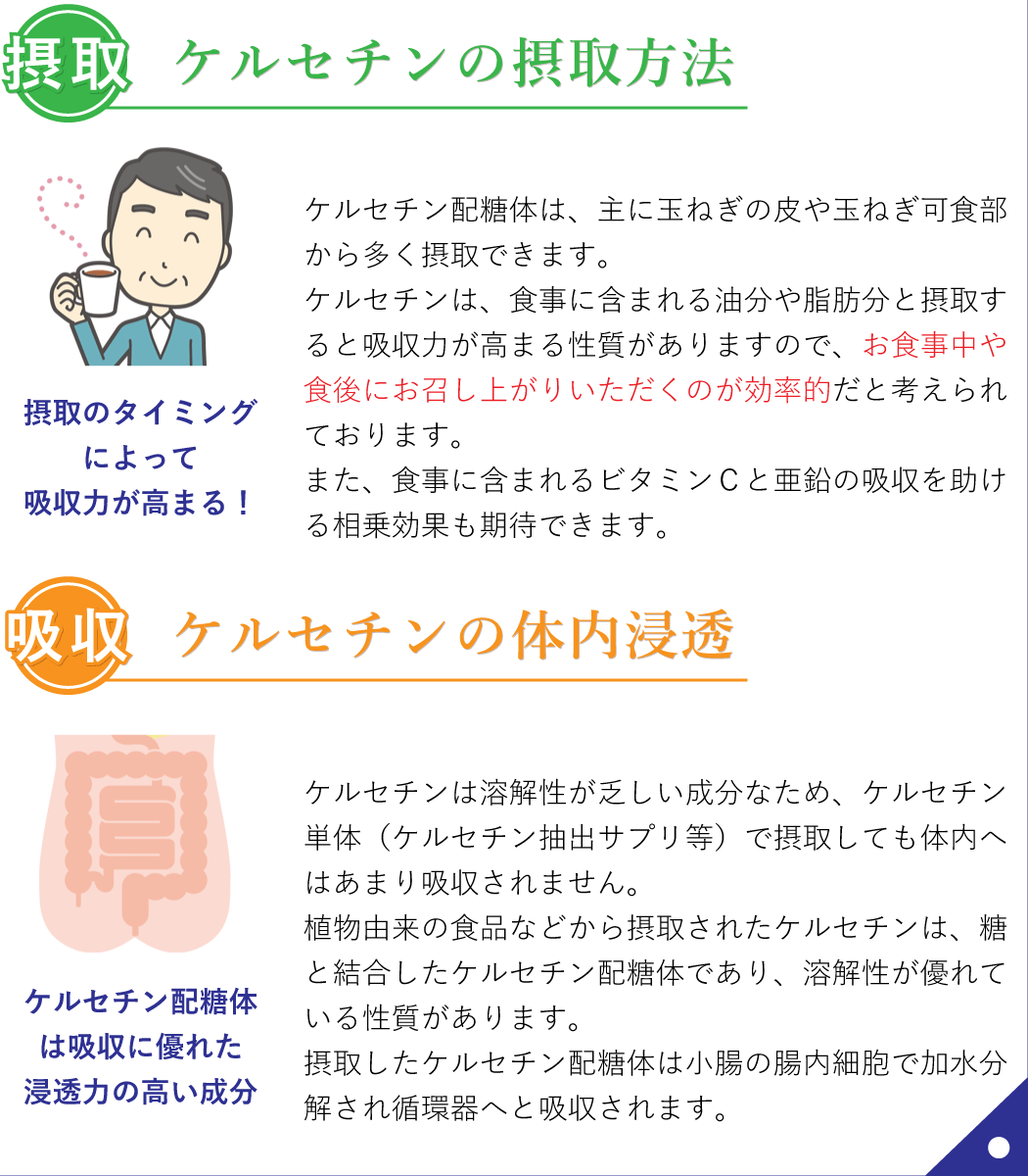 ケルセチン と は