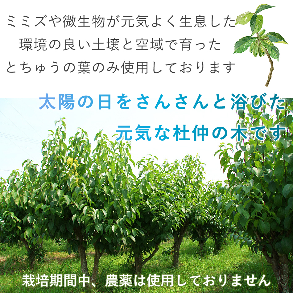 杜仲茶 国産（1袋：3g×30包）｜栽培期間中は農薬不使用（無農薬