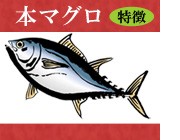 本マグロの特徴