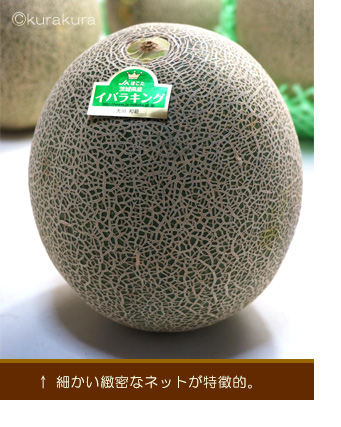イバラキングメロン外観イメージ