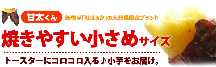 甘太くん販売小さいサイズ