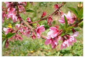 日本一の桃処！山梨の桃花