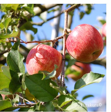 太陽光をたっぷり浴びるサンふじりリンゴ