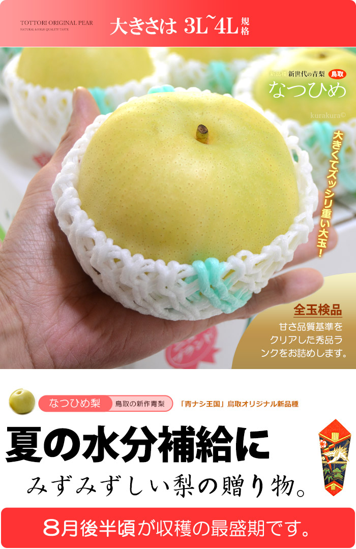 なつひめ梨 5-6玉 (約2kg) 鳥取産 秀品 3L 4L 大玉 糖度選果11.5