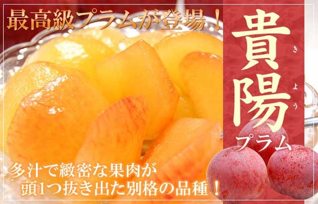 貴陽 プラム (7-12玉/約1.8kg) 山梨・長野産 秀品 きよう 国産 すもも