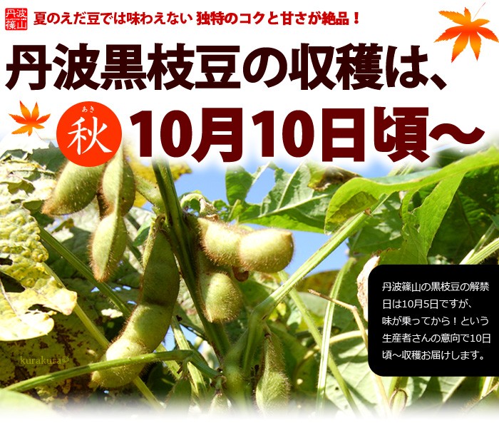 丹波黒枝豆の収穫は10月10日頃から