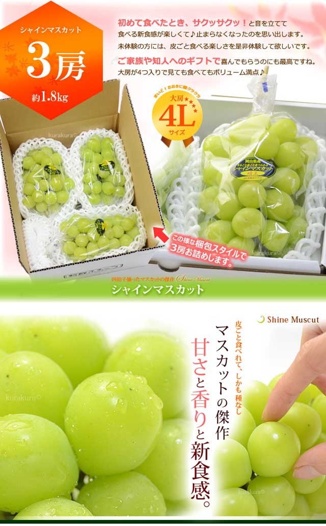 シャインマスカット 晴王 4L×3房(約1.8kg)岡山産 秀品 ぶどう :fi-2126b:まいどおおきに屋クラクラ - 通販 -  Yahoo!ショッピング