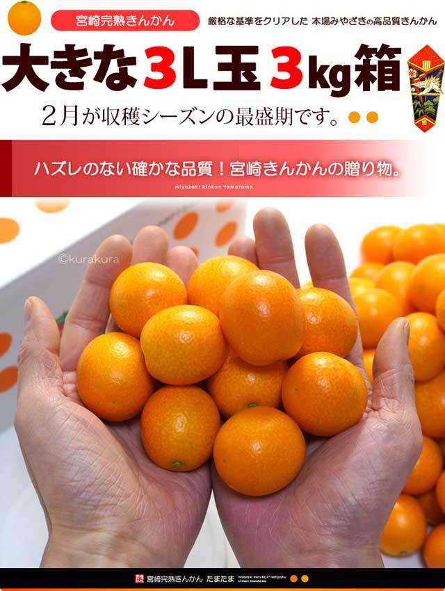 神奈川県産金柑1.5kg(箱の重さ含む) - 果物