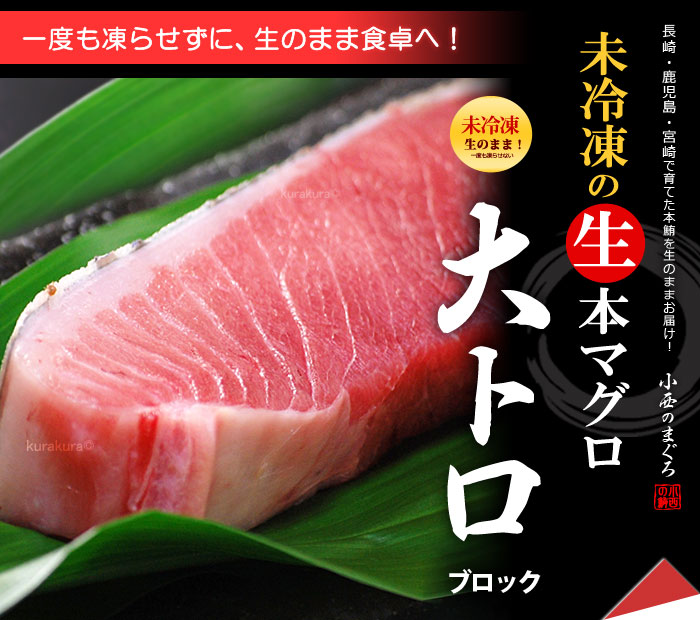 生本マグロ 大トロ ブロック (約1kg) 国産 (主に 鹿児島産 長崎産 高知産) 蓄養 生まぐろ 生マグロ 生鮪 大トロ 大とろ 生本まぐろ  本まぐろ 本鮪 まぐろ マグロ