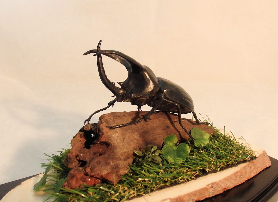 モーレンカンプ オオカブト ９６ レプリカ標本 Www Arilab Com Tr Index Php