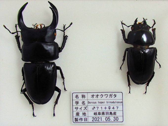 オオクワガタ♂７１＋♀４７（クワガタ標本） : heiookuwa-ha001 