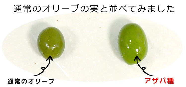 小豆島オリーブ新漬け アザパ種