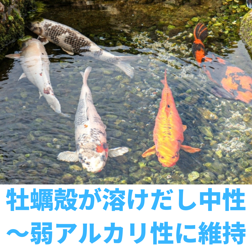 ○メーカー公式ストア○ O-O-(オーオー) 牡蠣殻 国産 メダカ 金魚弱アルカリ性水質 400g : 2022097801 : アクテリア - 通販  - Yahoo!ショッピング