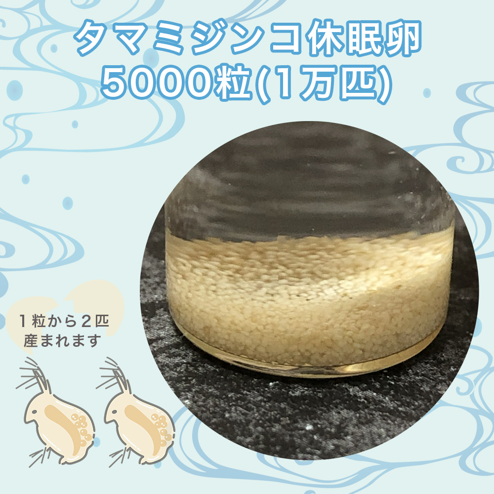 送料無料!　タマミジンコ　休眠卵　40万匹相当（約20万粒）常温保存取説付 タマミジンコ 休眠卵 5000個 メダカ 稚魚 幼魚 針子 生き餌 ミジンコ