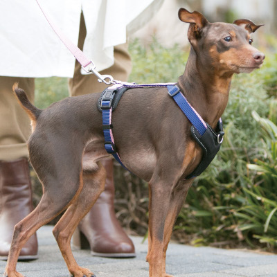 大型犬首輪 痛くない首輪 カラー 犬おしゃれ首輪 犬の首輪  ソフト 柔らかい 痛くない カラフル 可愛い