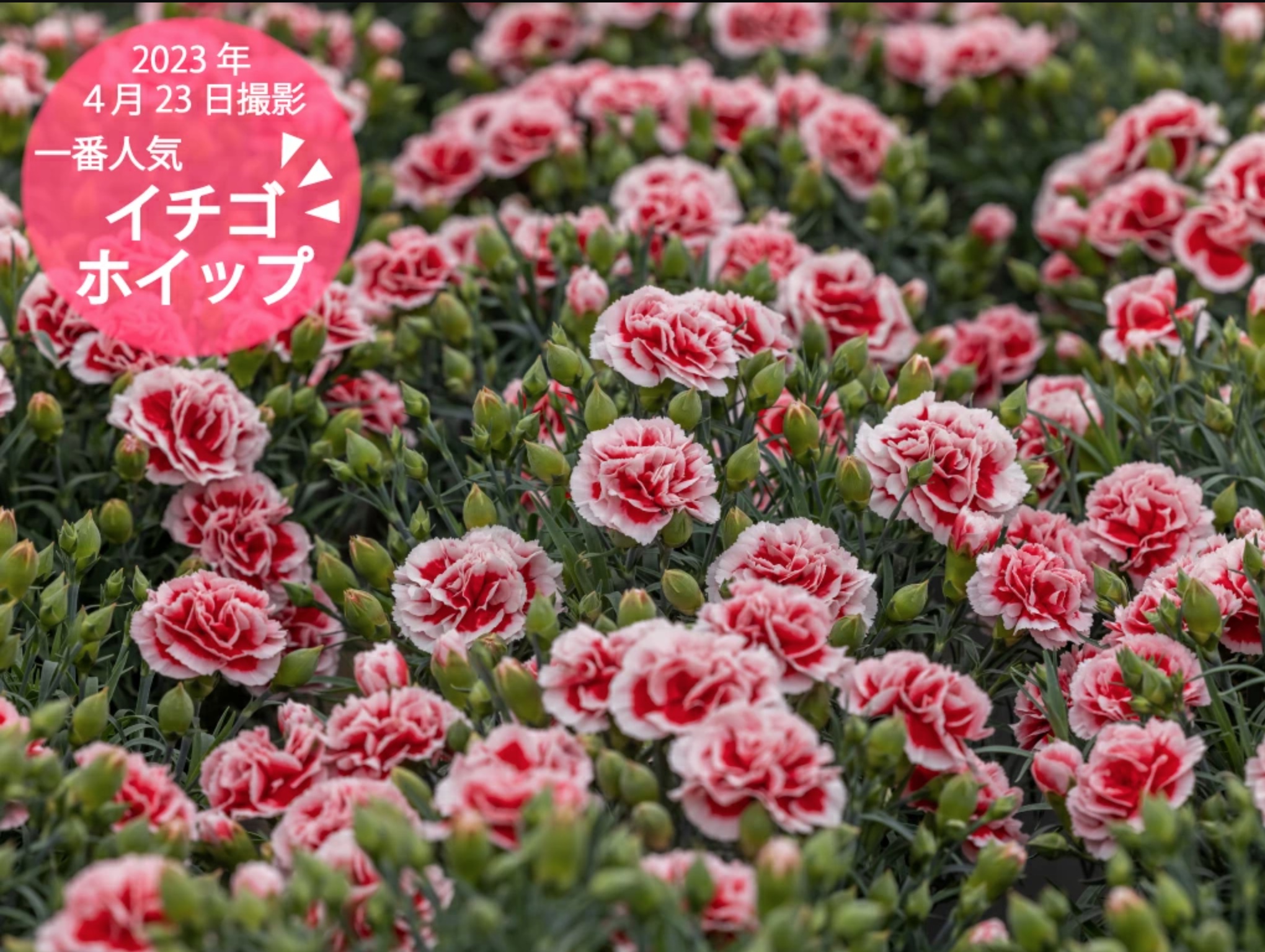 カーネーション イチゴホイップ 撮影