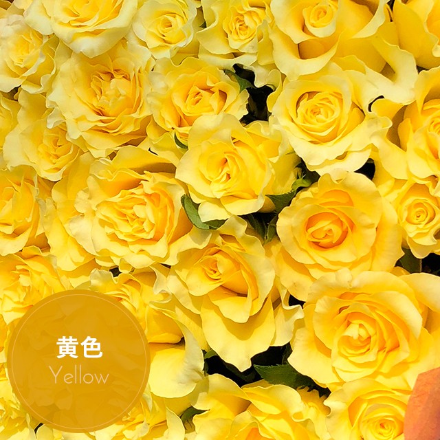 無料長期保証 バラ 108本 の花束 カラーが選べる5色 プロポーズにおすすめ 高級感 Homeofmalones Com