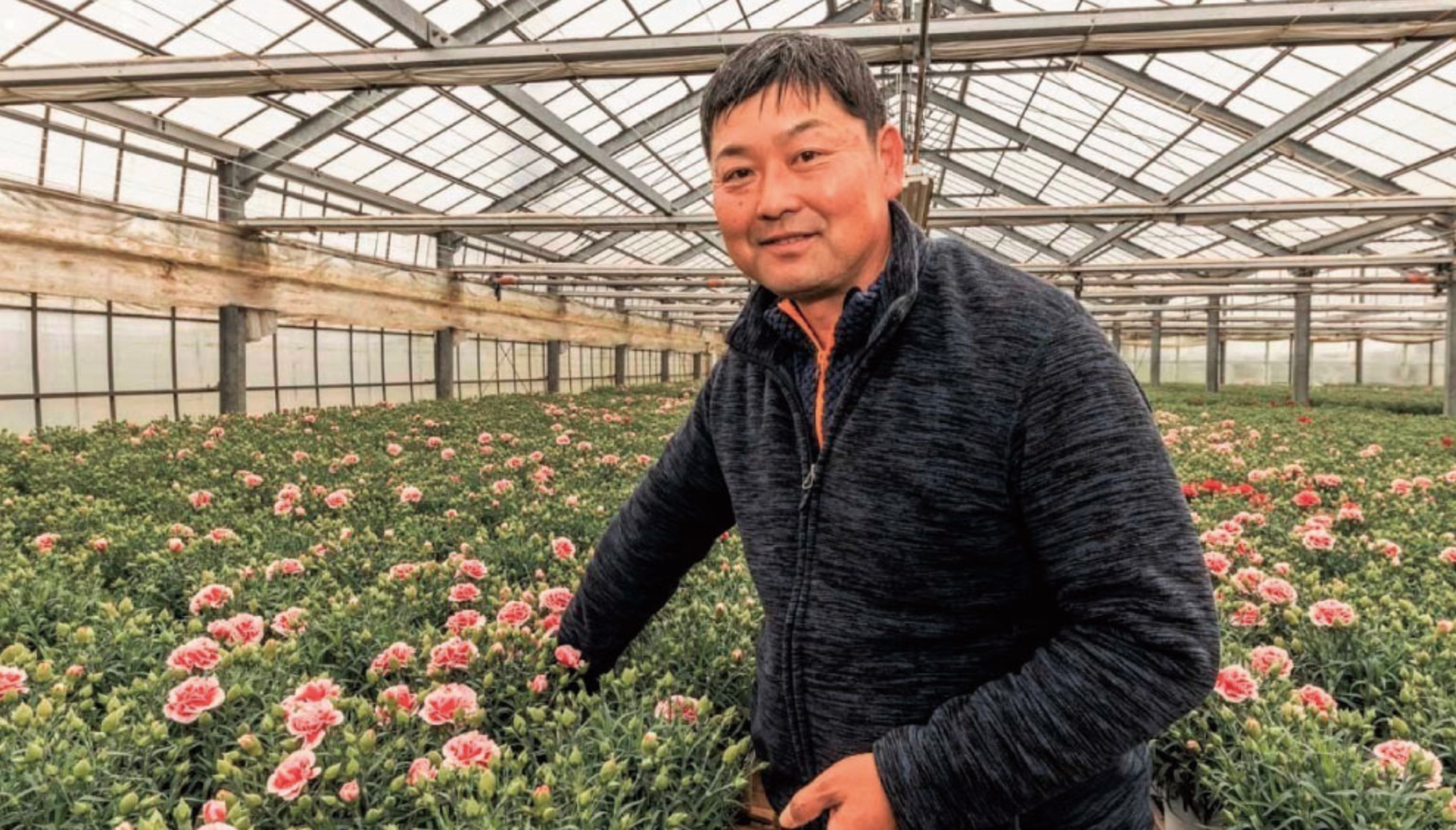 カーネーション鉢