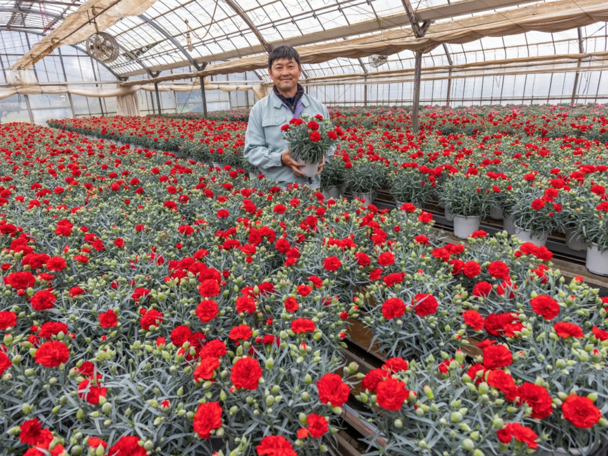 カーネーション 母の日