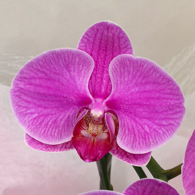 【母の日ギフト】 胡蝶蘭 ミディ 2本立ち 生花 鉢花 プレゼント 贈り物 フラワーギフト 母の日2026_5