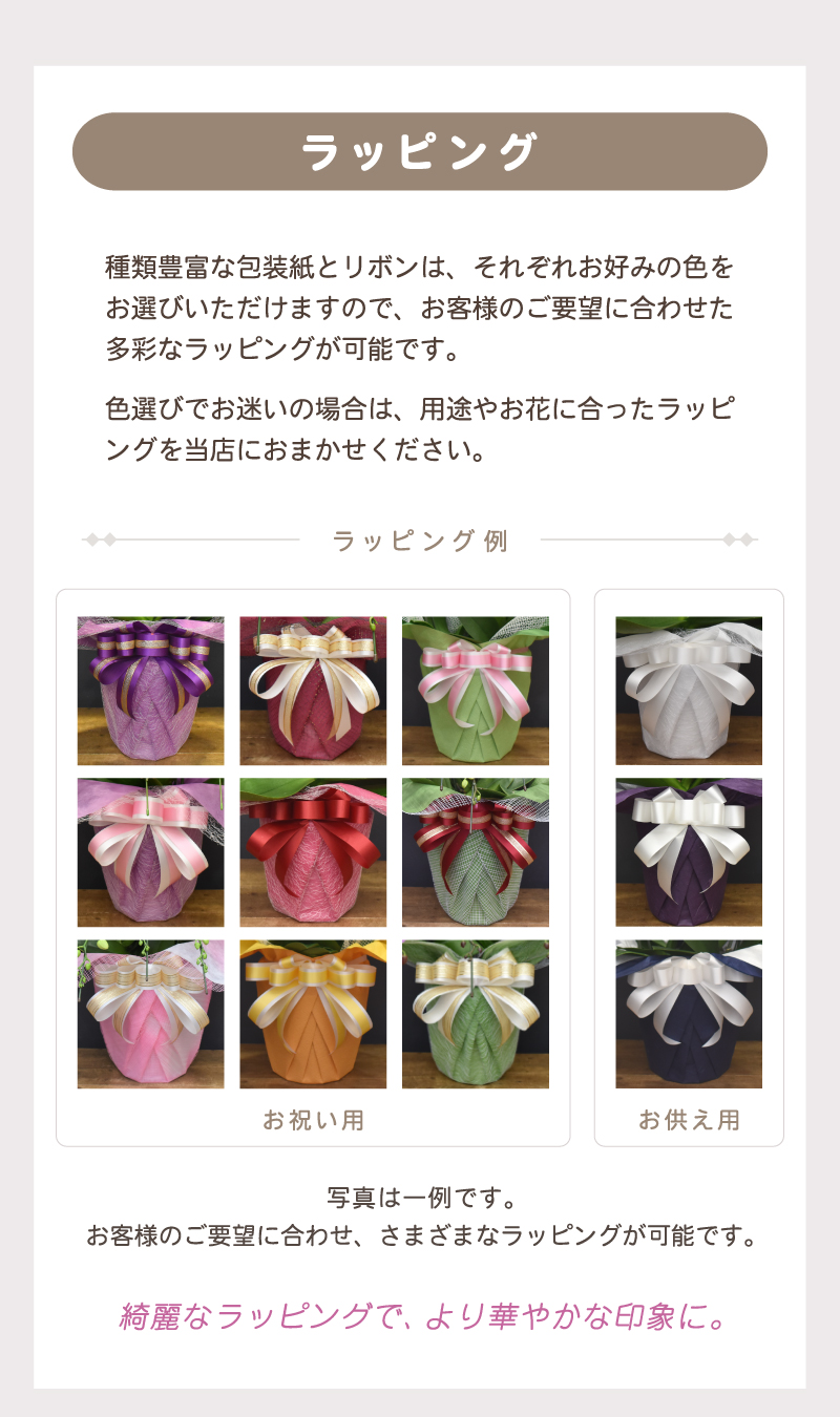 胡蝶蘭 彩3本立ち【全国洋らん品評会金賞受賞胡蝶蘭】開店祝い