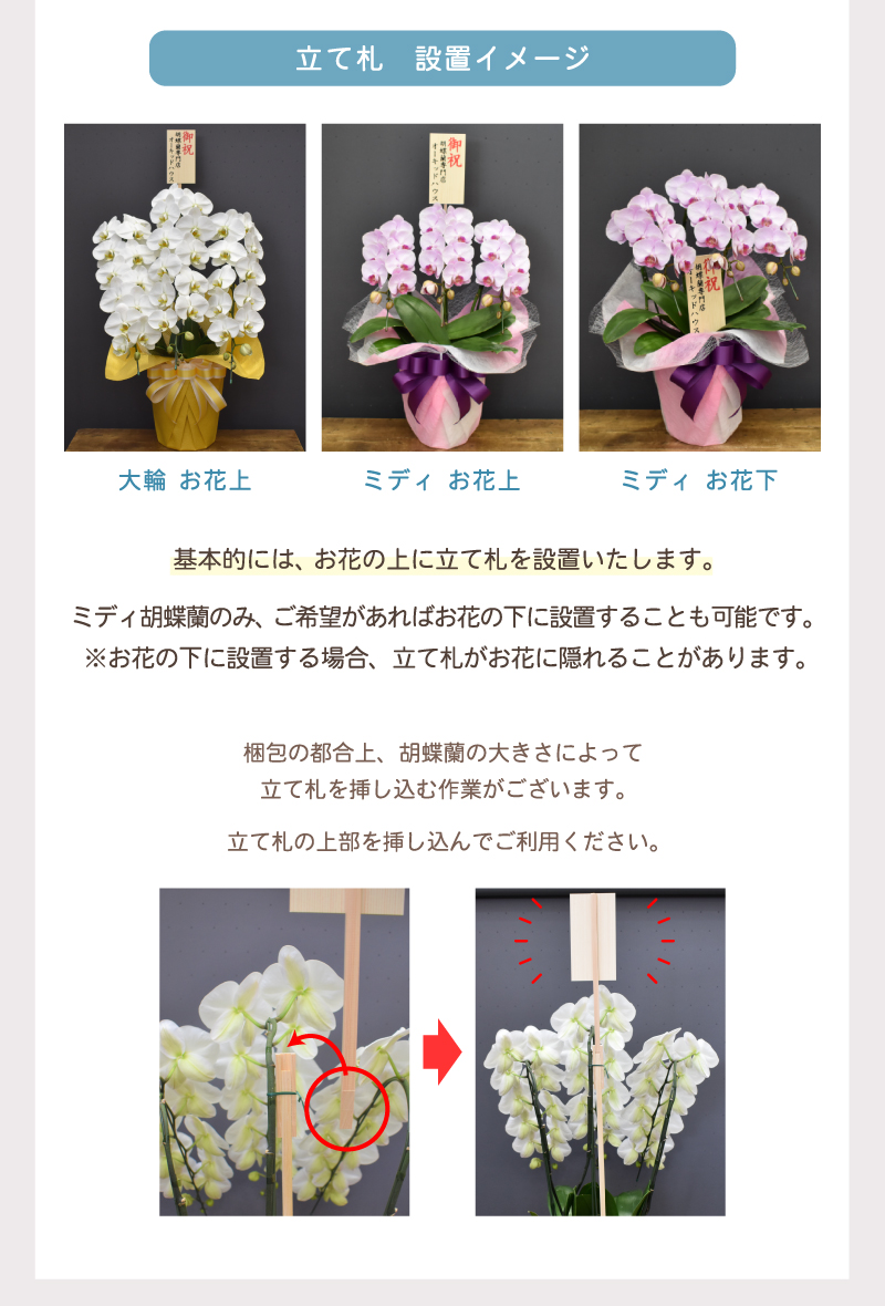 【セール中】胡蝶蘭3本立46輪(白) 特大 陶器鉢入り世界らん展受賞国分寺洋蘭園 セール中】胡蝶蘭3本立46輪(白) 特大 陶器鉢入り世界らん展