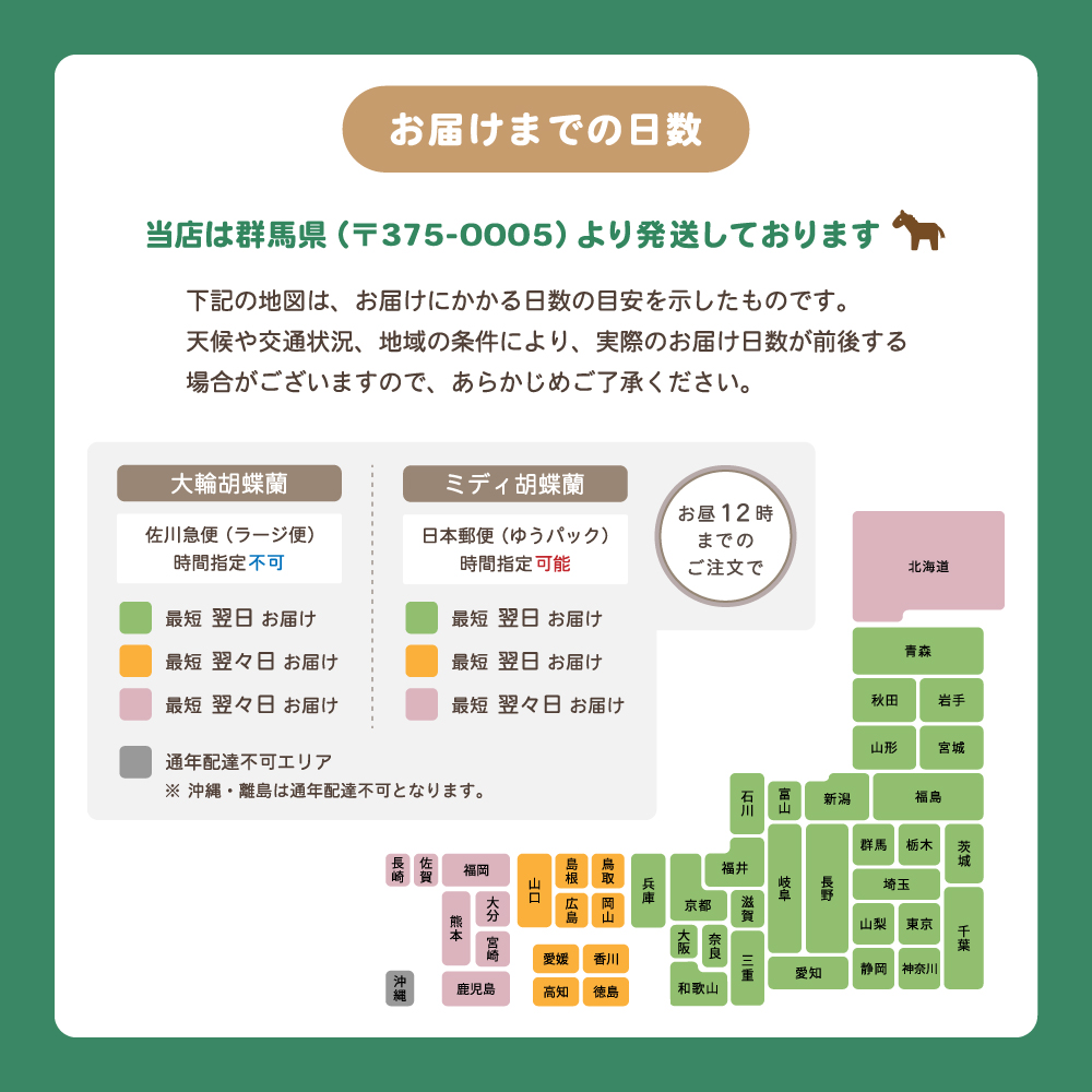 胡蝶蘭 大輪 48輪以上 ホワイトロッキー3本立ち【全国洋らん品評会金賞