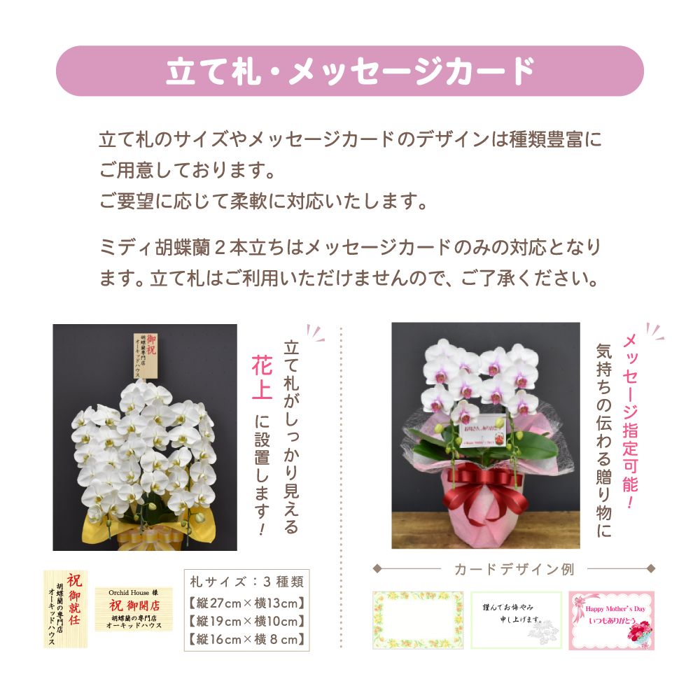 胡蝶蘭 大輪 42輪以上 恋姫エクセレント 3本立ち 蘭 花 ギフト
